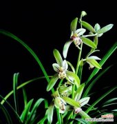 兰花花语大全解析兰花独特的语言，带你走进花海中的秘密 兰花花语大全