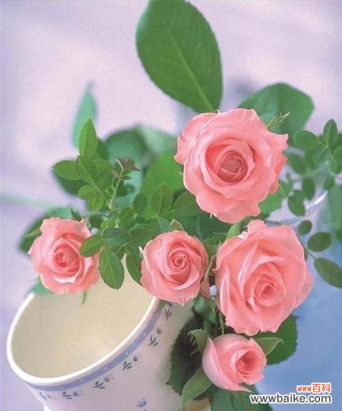 玫瑰花的不同颜色与象征意义 玫瑰花的代表寓意