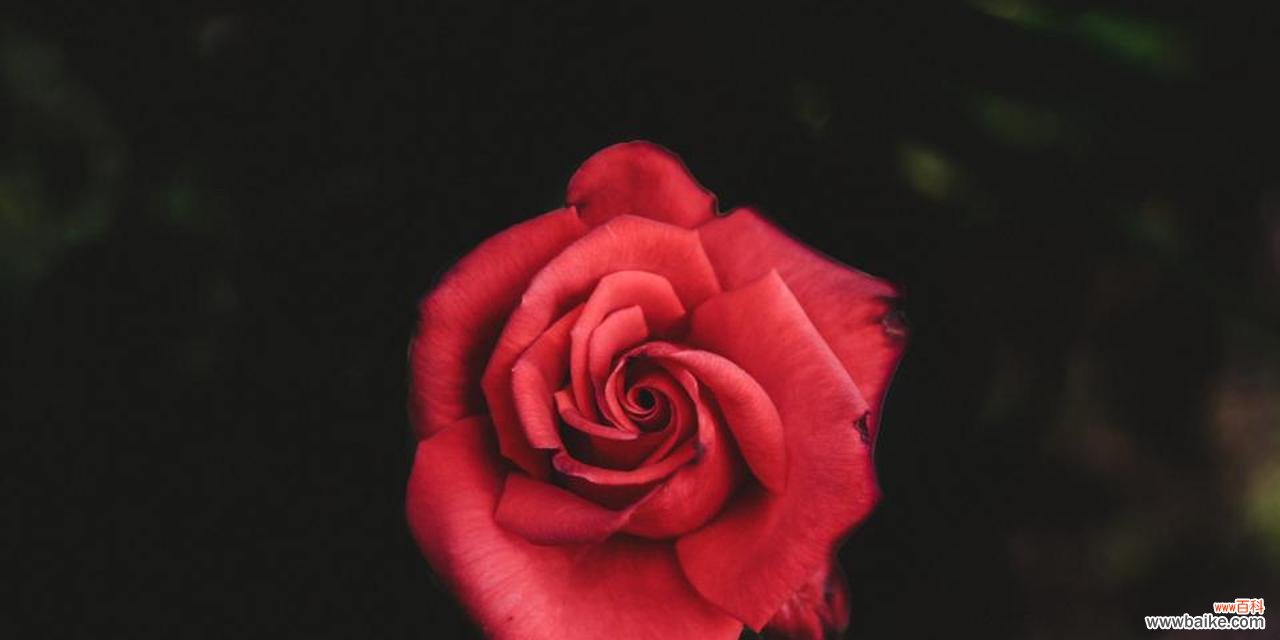 玫瑰花的不同颜色与象征意义 玫瑰花的代表寓意