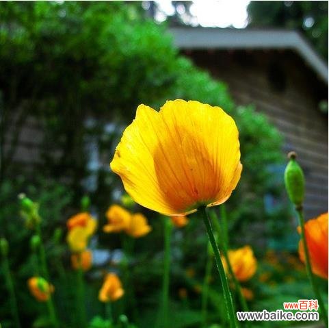 从东方至西方,罂粟花的花语故事一览 罂粟花语