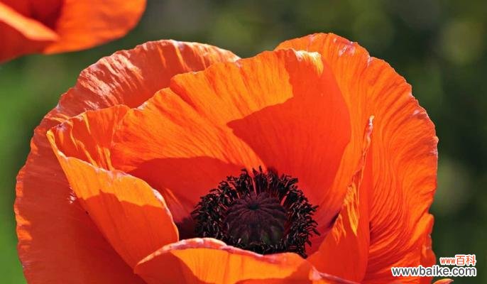 从东方至西方,罂粟花的花语故事一览 罂粟花语