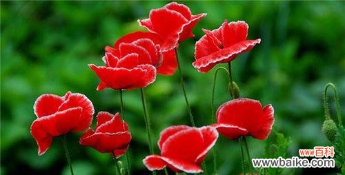 从东方至西方,罂粟花的花语故事一览 罂粟花语