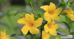 探秘黄色花的美丽与意义 黄色花的象征意义及文化内涵