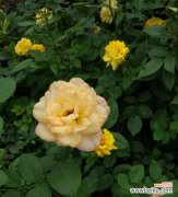 探索黄月季花的隐含含义及其文化意义 黄月季花的象征意义与寓意