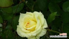 传递快乐与希望的黄月季花 黄月季花语的象征与寓意