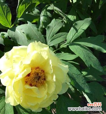 探寻黄色牡丹花的含义与象征意义 黄色牡丹花的寓意与象征
