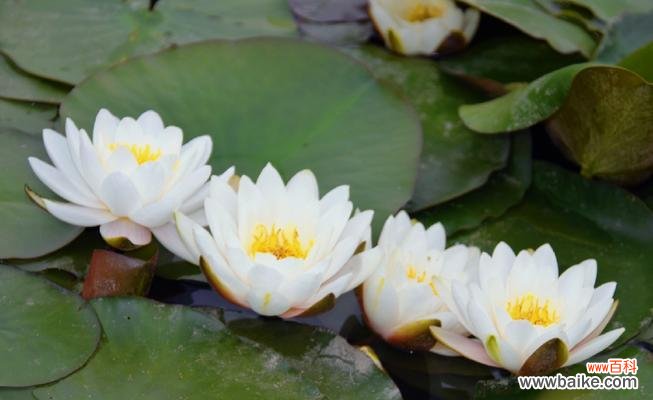 揭开黄色睡莲花的神秘面纱 黄色睡莲的花语和寓意