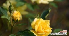 探寻黄色月季花的神秘之处 黄色月季花的象征意义及美丽之谜