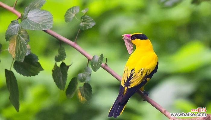 黄莺花语的美丽寓意 黄莺花语与寓意