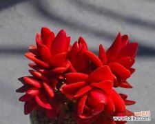 点燃激情 燃烧的花海，以火祭的花语与寓意