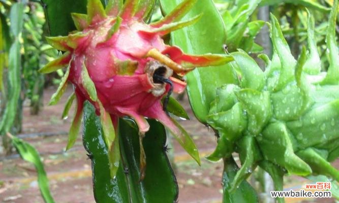 探索火龙果花的神秘之美 火龙果花的寓意与象征