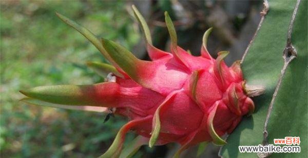 火龙果 火龙果的象征意义与祝福寓意