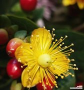 揭开火龙珠的花语之谜 火龙珠的花语——神秘与力量的象征