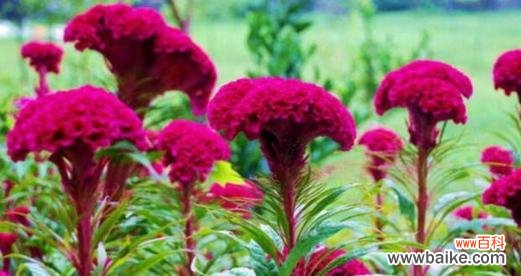 探究鸡冠花的文化符号与美学价值 鸡冠花的象征意义与寓意