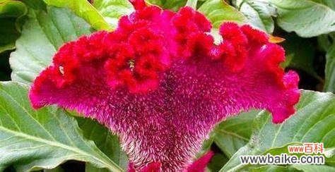 解读鸡冠花在居家和园林中的作用与寓意 揭秘鸡冠花的神奇风水之谜