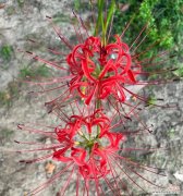 红色彼岸花的寓意是什么？