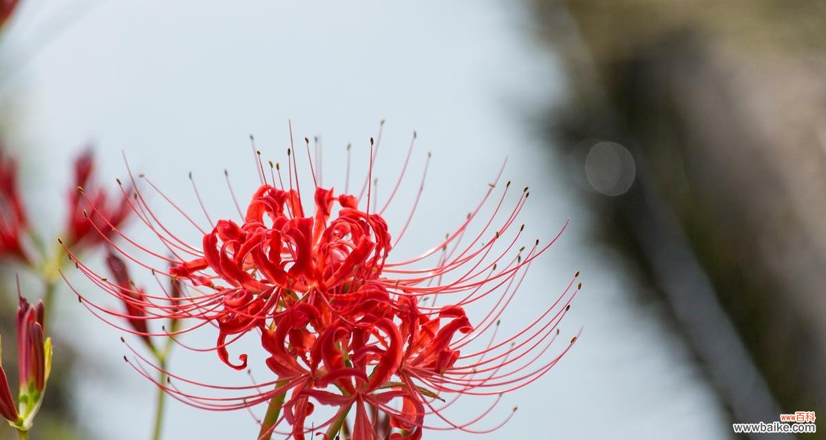 红色彼岸花的寓意是什么?