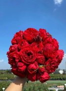 哪种花赋予了特殊颜色的意义？颜色意义花有哪些？