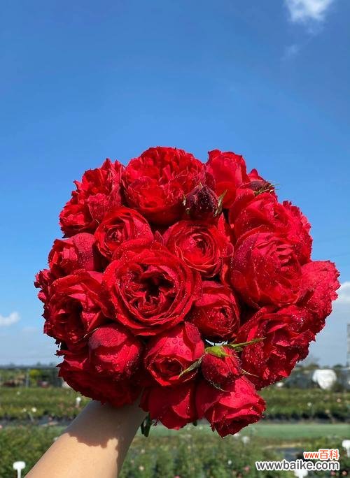 哪种花赋予了特殊颜色的意义?颜色意义花有哪些?