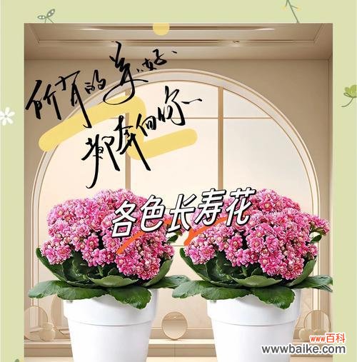 什么花寓意吉祥?吉祥花的含义是什么?