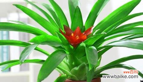 什么花寓意吉祥?吉祥花的含义是什么?