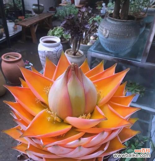 什么花寓意吉祥?吉祥花的含义是什么?