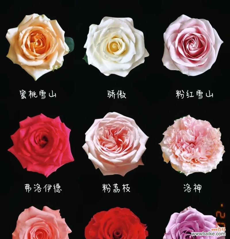 9朵不同色玫瑰花代表什么?每种颜色的花语是什么?