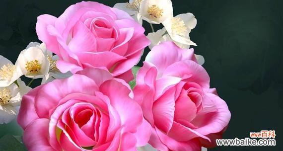 江南花语色是什么？它在花语中代表了什么？