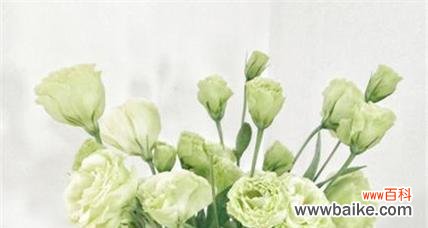 江南花语色是什么？它在花语中代表了什么？