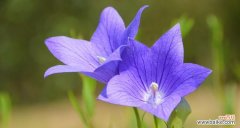 三朵蓝色桔梗花代表什么？