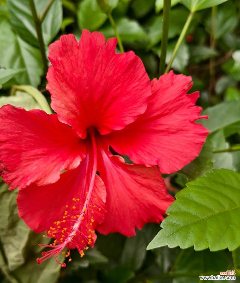 红色扶桑花象征什么?红色扶桑花的寓意有哪些?