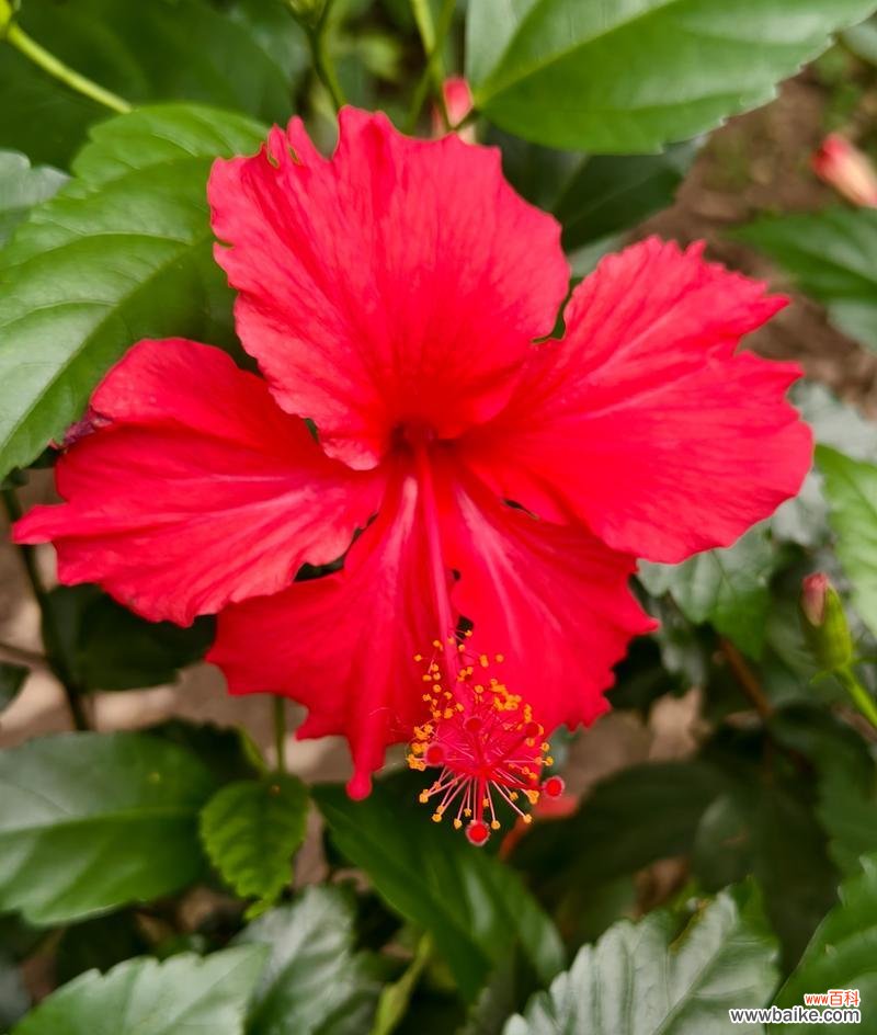 红色扶桑花象征什么?红色扶桑花的寓意有哪些?