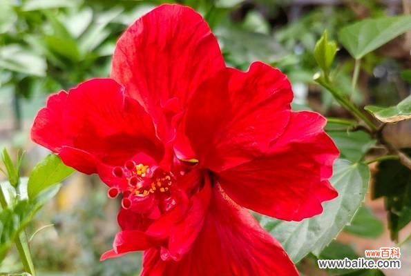 红色扶桑花象征什么?红色扶桑花的寓意有哪些?