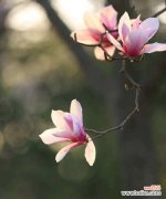 花朝节的花朵有哪些寓意？如何庆祝花朝节？