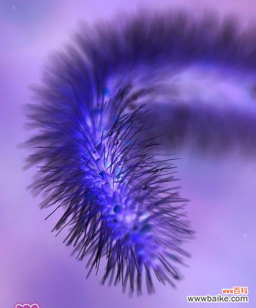 探索自我成长与生活智慧的奥秘 狗尾巴草的寓意与启示