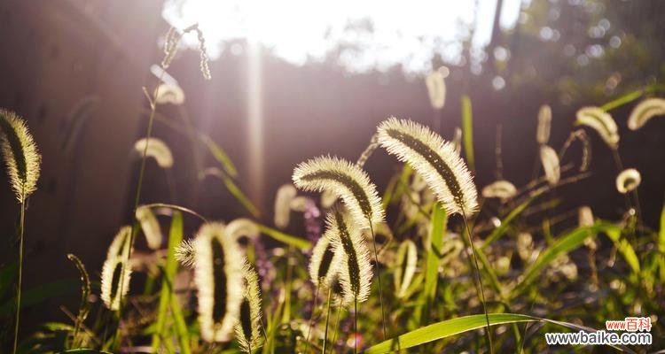 探寻狗尾巴草的花语,感受它所代表的情感与价值 狗尾巴草之花语