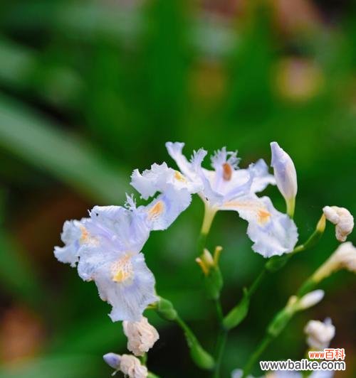 绽放于心，纷至沓来的吉祥寓意 《花开花落，诉说鸢尾花的情感》