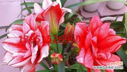 一朵寄托着对生命脆弱的理解与祝福的花 以孤挺花，生日花语体质虚羽的美丽与寓意