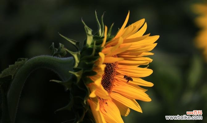 向日葵的寓意与象征意义解析 向日葵花语