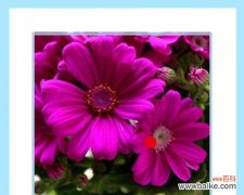 探寻瓜叶菊花的深意，感悟生活的真谛 瓜叶菊花语