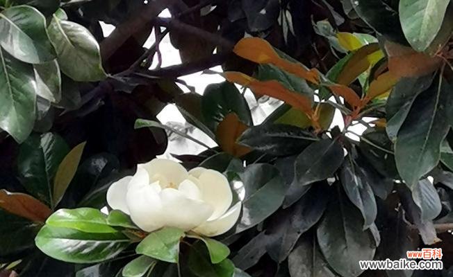 倾诉真情、崇高的爱与欢乐的启迪 广玉兰花语