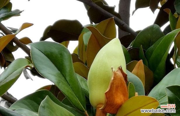 倾诉真情、崇高的爱与欢乐的启迪 广玉兰花语