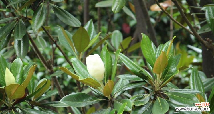 广玉兰花的传奇故事与生命哲学 广玉兰花