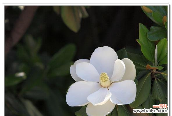 广玉兰花的传奇故事与生命哲学 广玉兰花