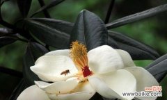 广玉兰花的传奇故事与生命哲学 广玉兰花