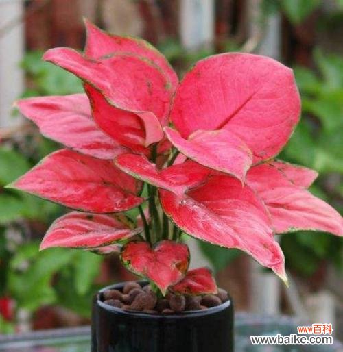 揭示花卉背后的生命哲理 广东万年青开花的寓意