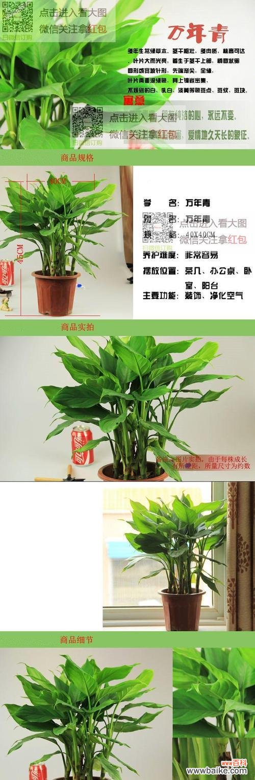 揭示花卉背后的生命哲理 广东万年青开花的寓意