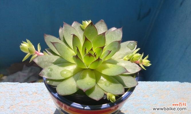 探寻观音莲开花的神奇奥秘 以观音莲开花代表什么意义？