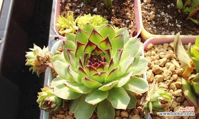 探寻观音莲开花的神奇奥秘 以观音莲开花代表什么意义？