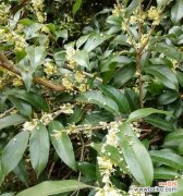 桂花的花语传递温暖与美好 桂花的花语和寓意